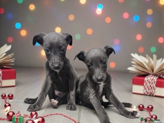 Whippet dogs 5 beautiful male whippet puppies - Advert 4