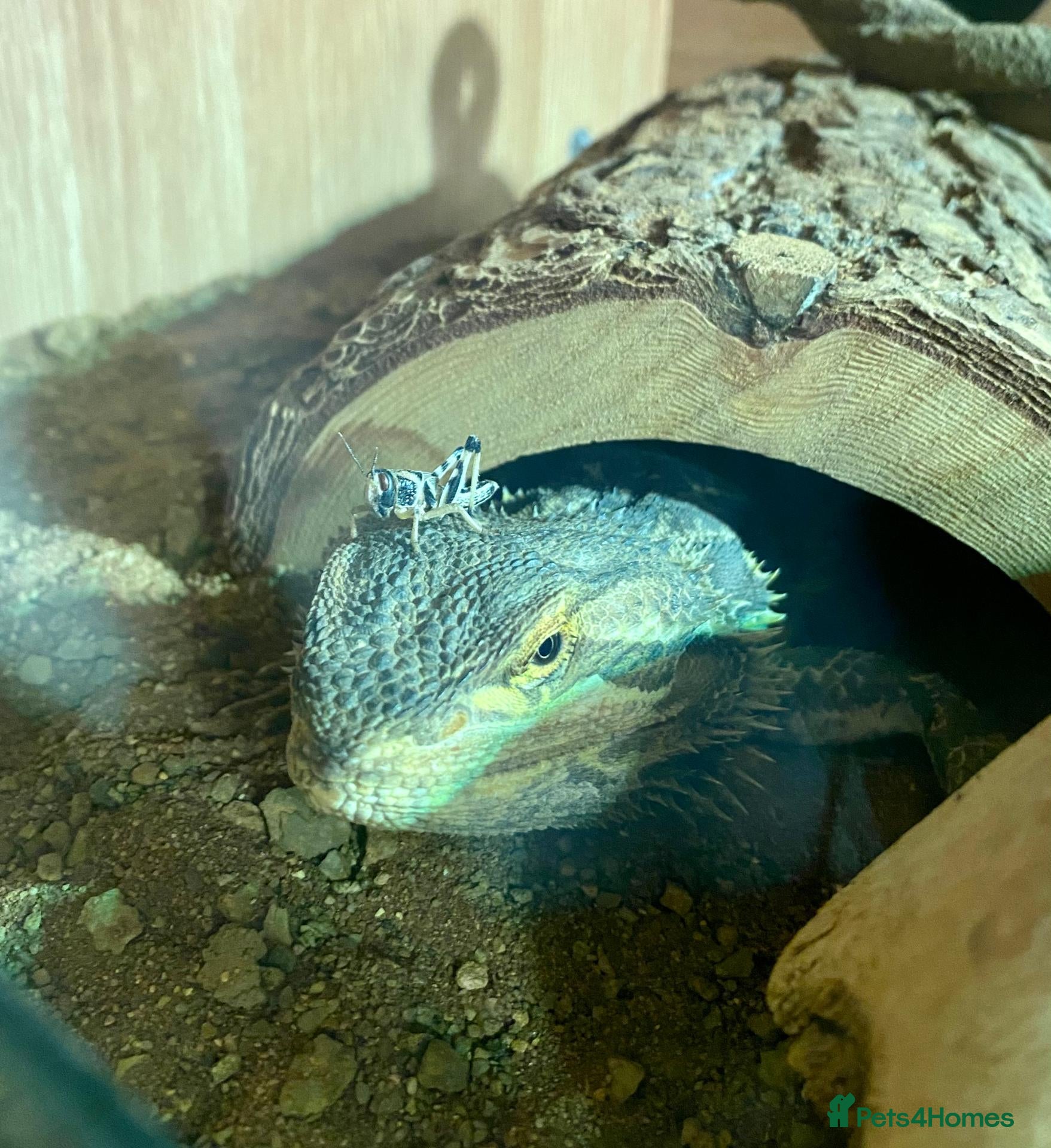 Bearded Dragon reptiles Well-loved Beardy free to the right person! - Advert 1
