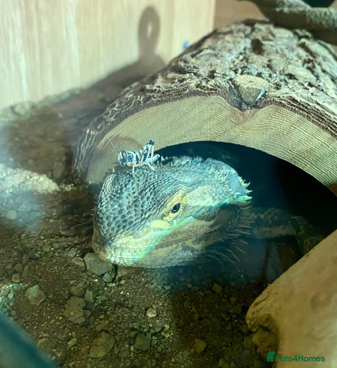 Bearded Dragon reptiles for sale: Well-loved Beardy free to the right person! in Berkhamsted - Advert 1