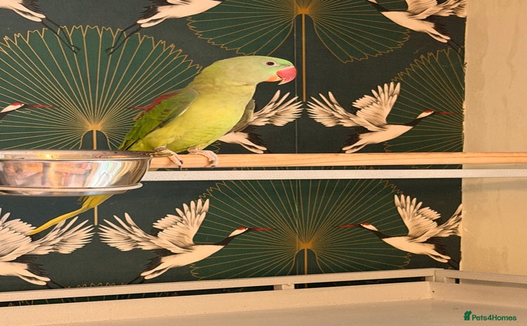 Parakeets birds Female Alexandrian  - Advert 1