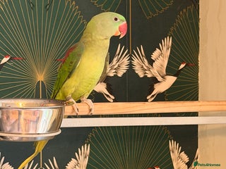 Parakeets birds Female Alexandrian - Advert 1