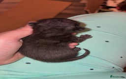 Mixed Breed cats for sale: 4 male kittens ready 12th October  - Image 9