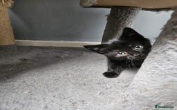 British Shorthair cats for sale: 4 beautiful kittens for sale  - Image 15