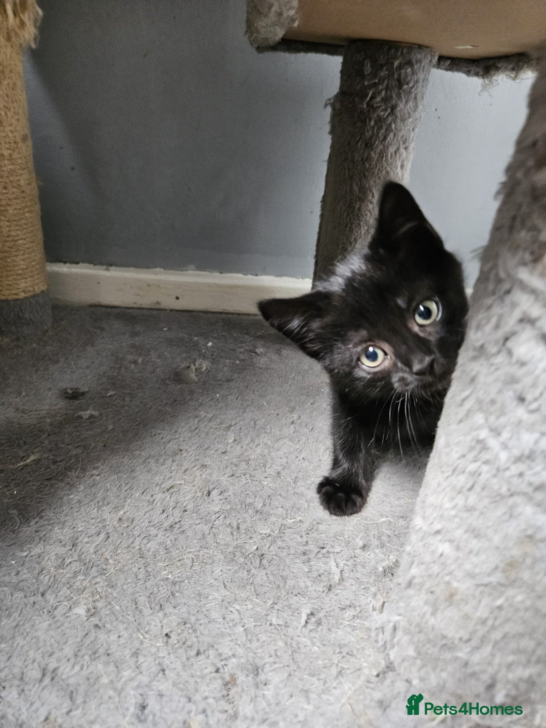British Shorthair cats for sale: 4 beautiful kittens for sale  - Image 15