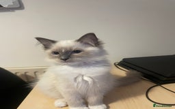 Ragdoll cats for sale:  Ragdoll kittens  - Image 20