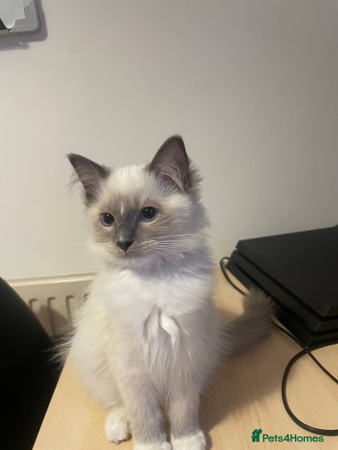 Ragdoll cats for sale:  Ragdoll kittens  - Image 20