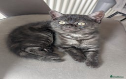 Selkirk Rex cats for sale: 😻 Stunning Selkirk Rex Mix Kittens 😻 - Image 20