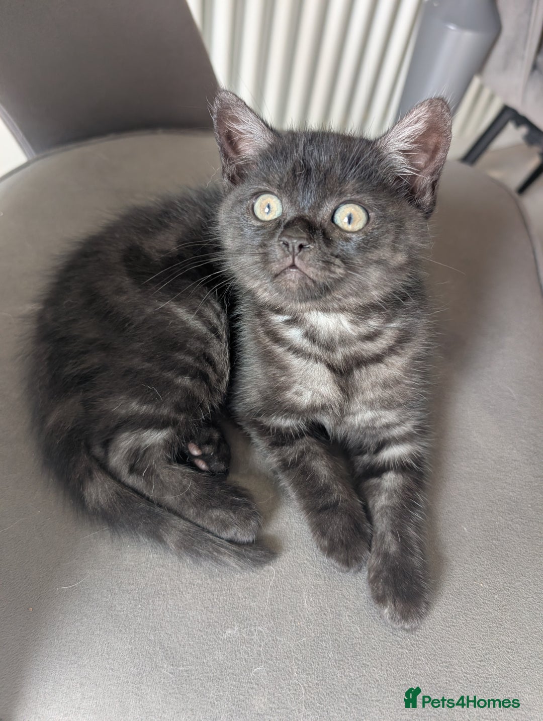 Selkirk Rex cats for sale: 😻 Stunning Selkirk Rex Mix Kittens 😻 - Image 20