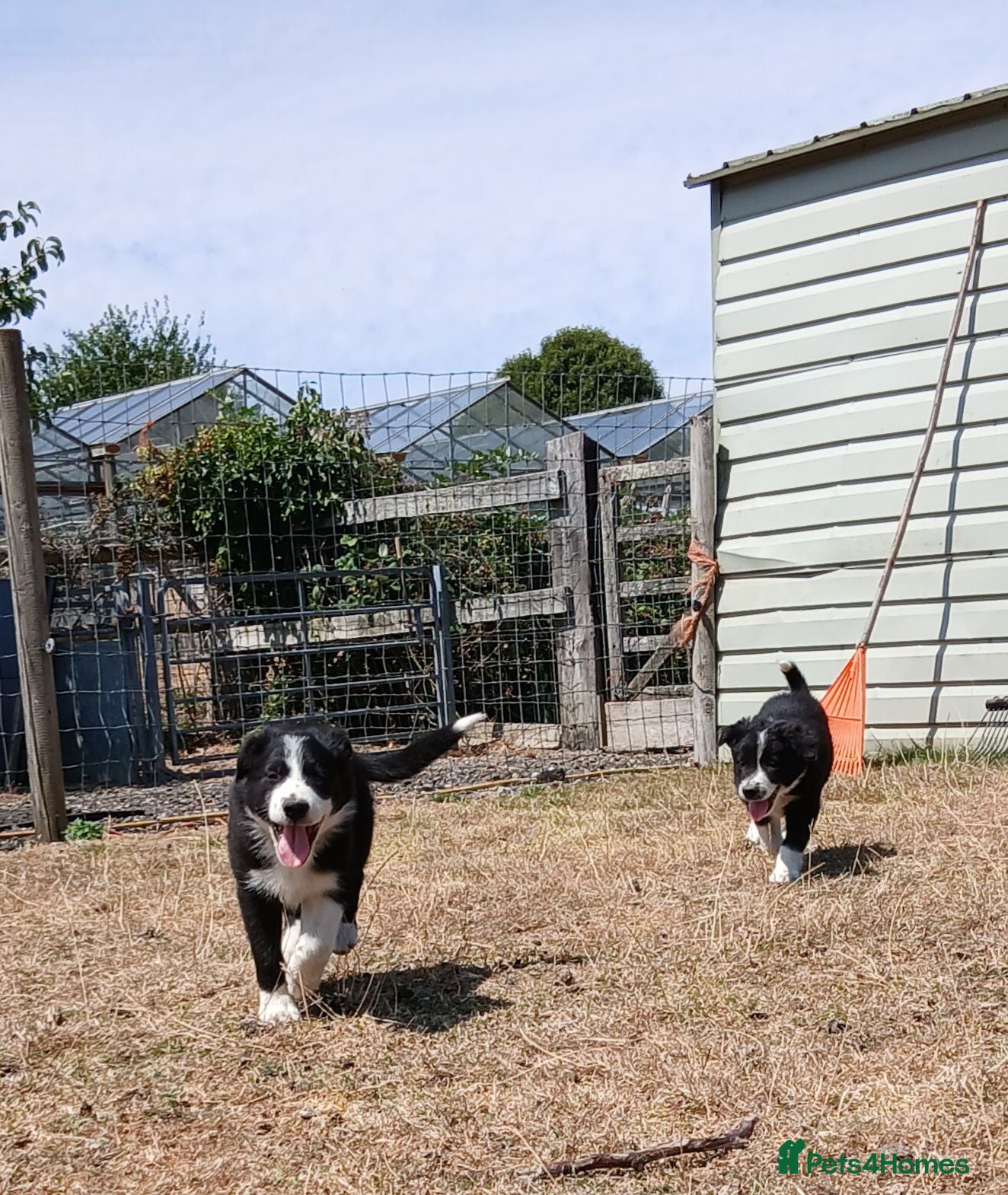 Border Collie dogs Long coated border collie puppies - Advert 1