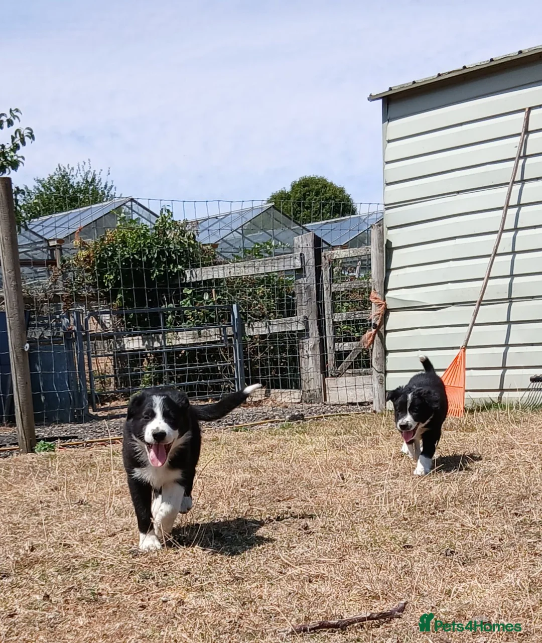 Border Collie dogs for sale: Long coated border collie puppies - Advert 1