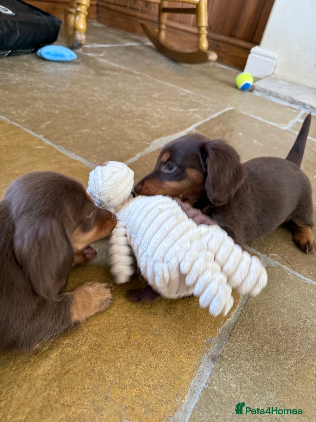 Dachshund dogs for sale: KC Long Haired Miniature Dachshund Puppies - Image 17