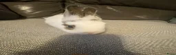Mixed Breed rabbits for sale: Beautiful amazing rabbits  - Advert 3
