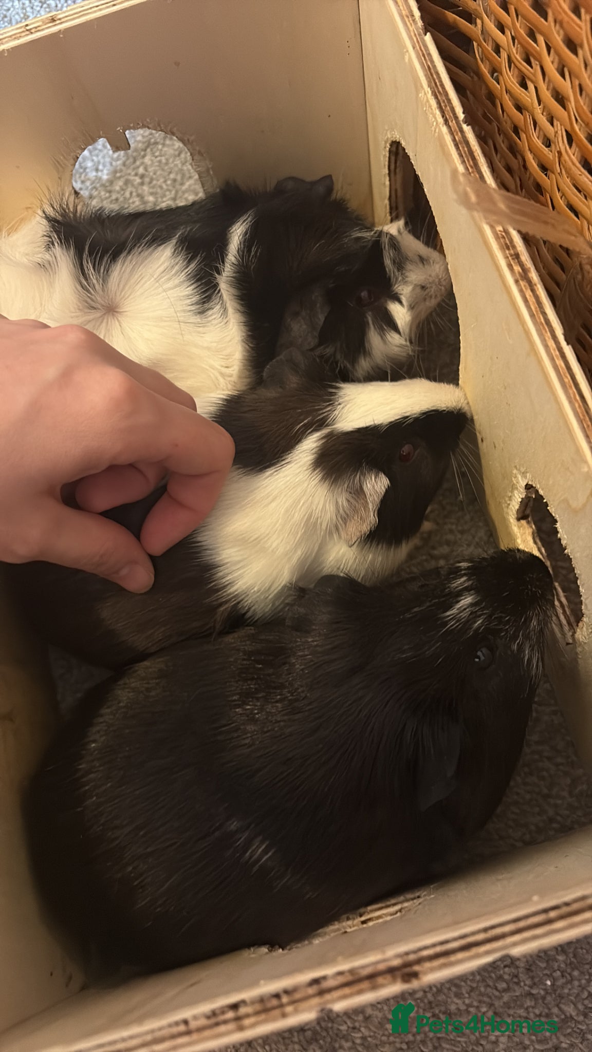 Guinea Pig rodents 3 male guinea pigs for rehomimg - Advert 11