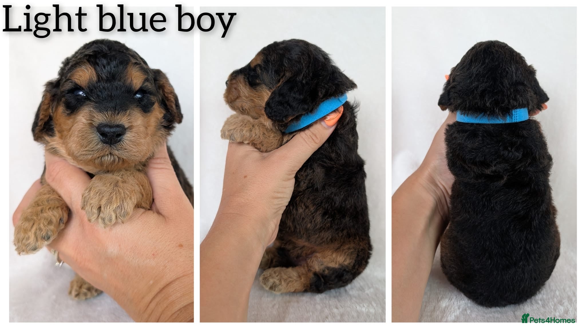 Cockapoo dogs Beautiful F1b Cockapoo puppies - Advert 1