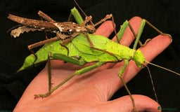 Stick Insects invertebrates for sale: Jungle Nymph Stick Insects - Large Juvenile Pair!! - Image 1