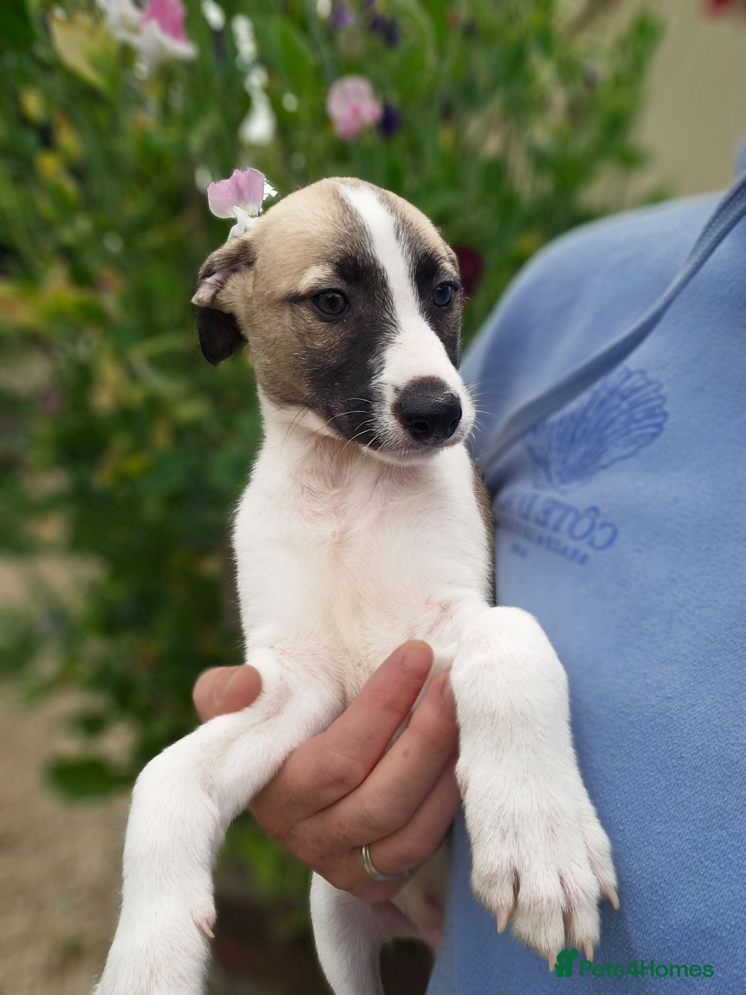 Mixed Breed dogs Whippet cross whippet lurcher 2 available  - Advert 10