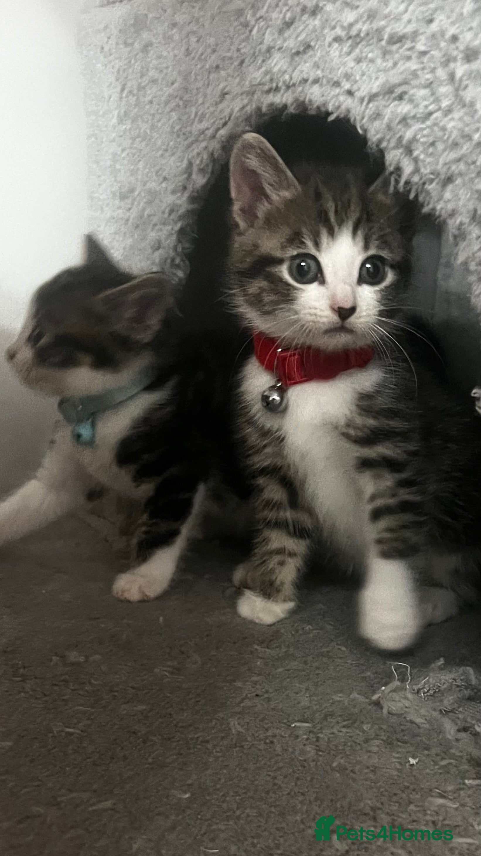 Domestic Shorthair cats Tuxedo crossed tiger bengals😍 - Advert 1