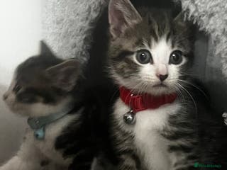 Domestic Shorthair cats Ready Now Tuxedo x Tiger bengals😍 - Advert 16