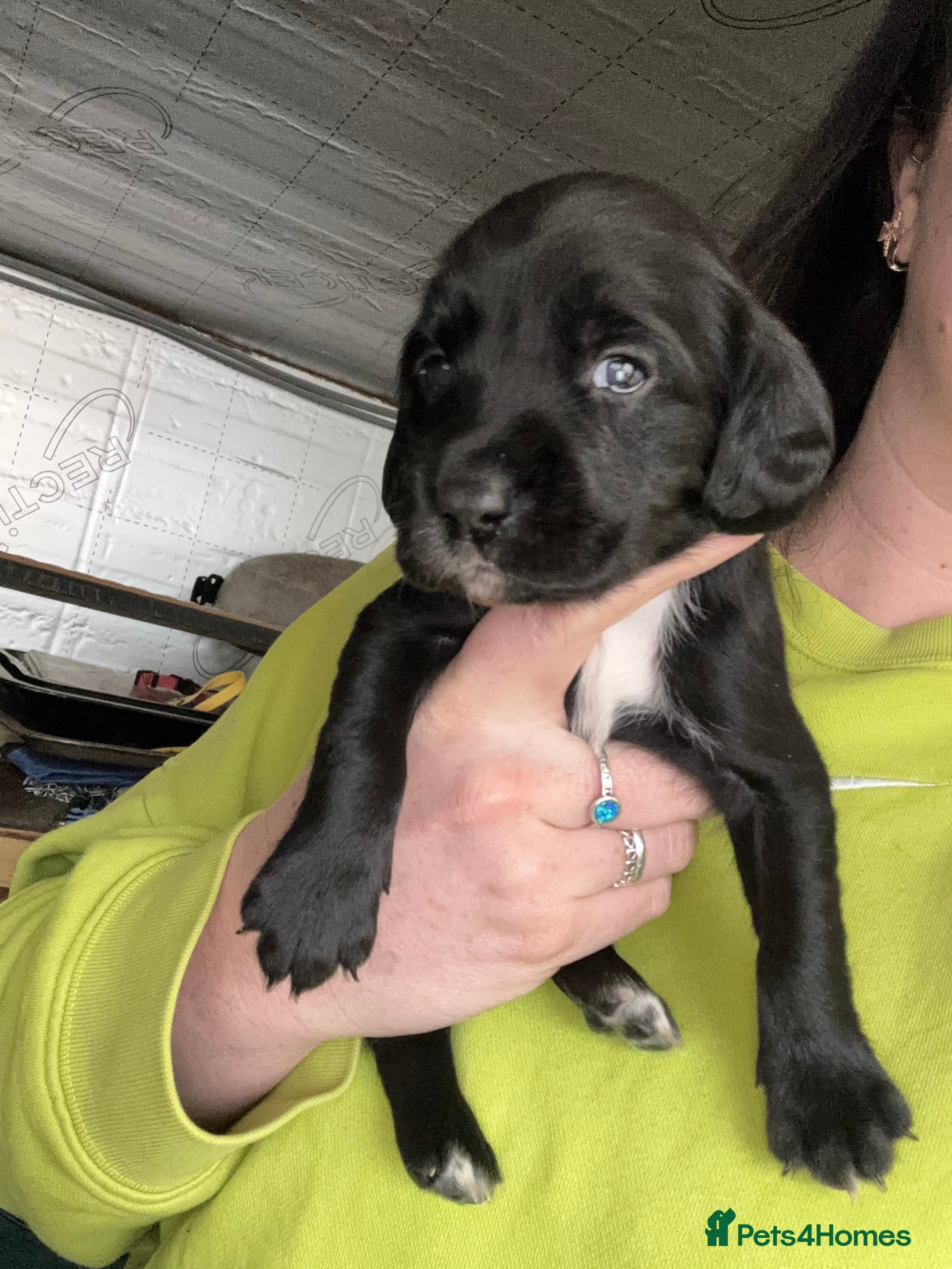 Springador dogs F1 springador puppies 💙🩷 - Advert 1