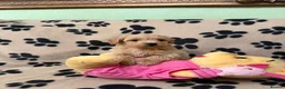 Poochon dogs for sale: ***Beautiful Poochon puppies Boys and Girls*** - Advert 4