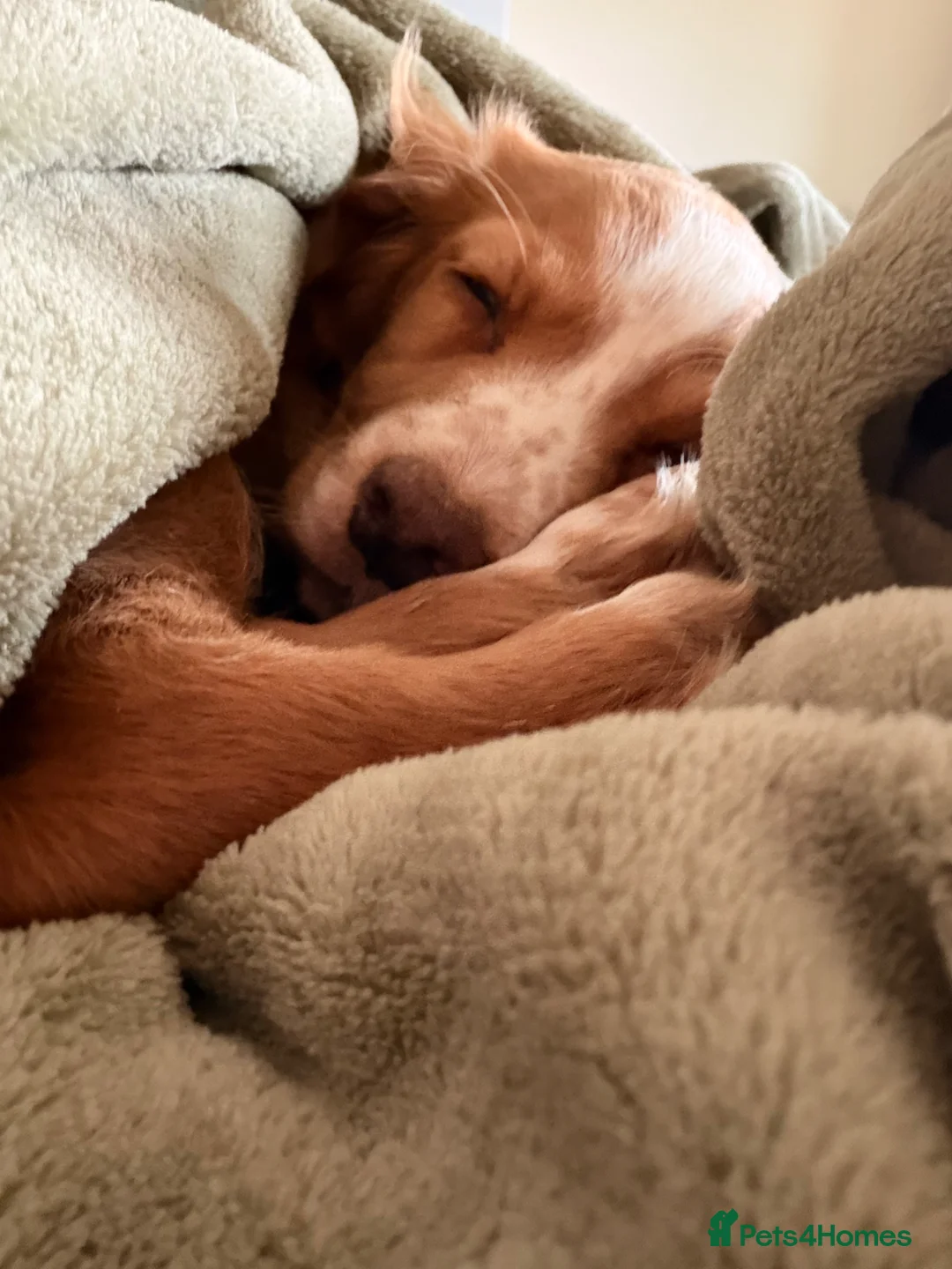 Cocker Spaniel dogs for sale: Gold bitch pup - Advert 5