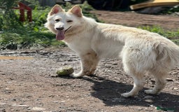 German Shepherd dogs for sale: Medium/long haired German shepherd puppies  - Image 10