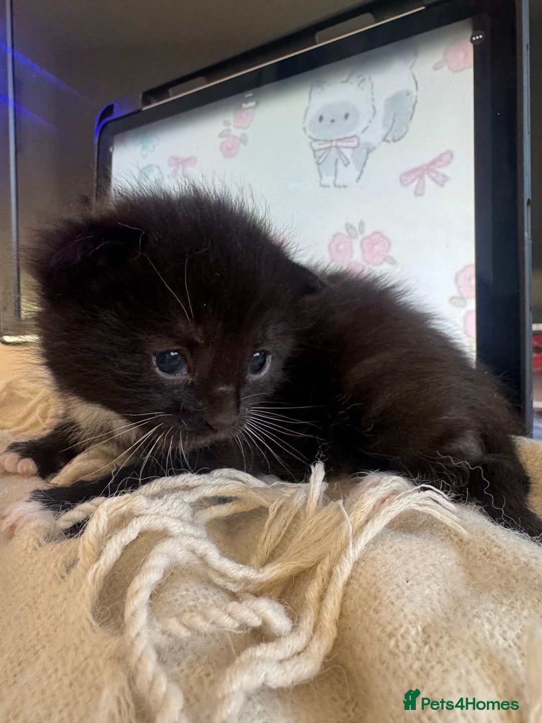 British Shorthair cats for sale: Adorable kittens - Advert 12