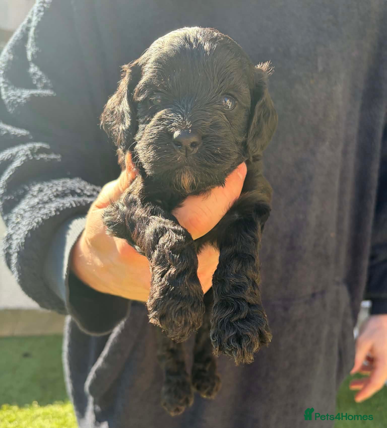 Cockapoo dogs 1 Last girl 😊💖 F1 cockapoos [health tested ) - Advert 5