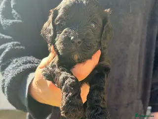 Cockapoo dogs 1 Last girl 😊💖 F1 cockapoos [health tested ) - Advert 5