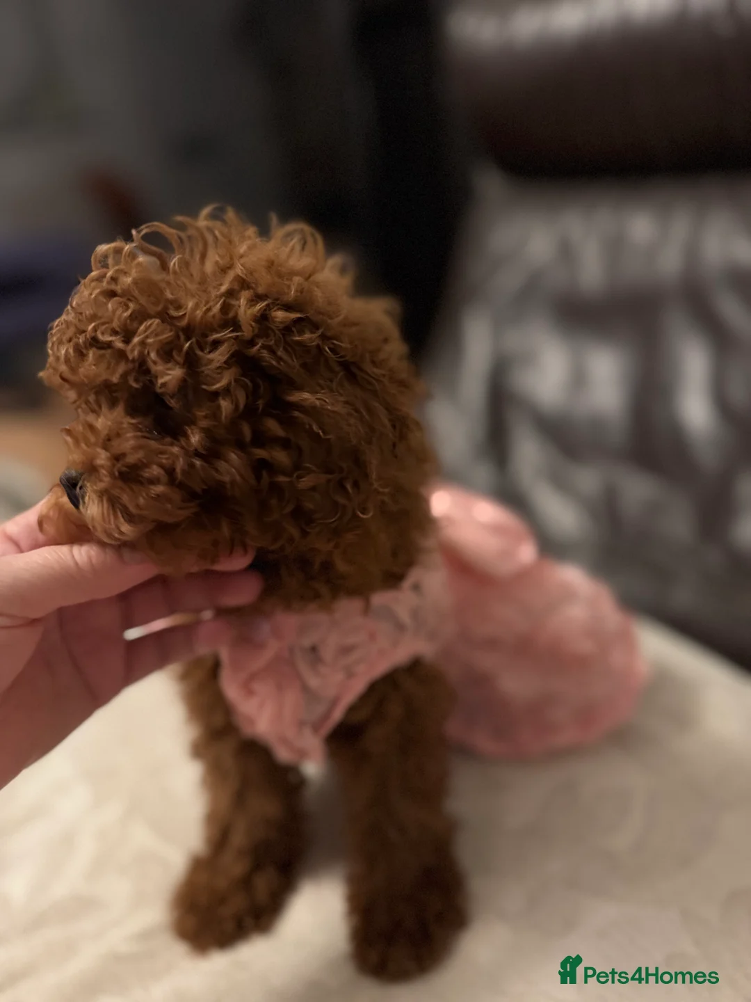 Toy Poodle dogs for sale: Teddy face Asian toy poodle girl  - Advert 1