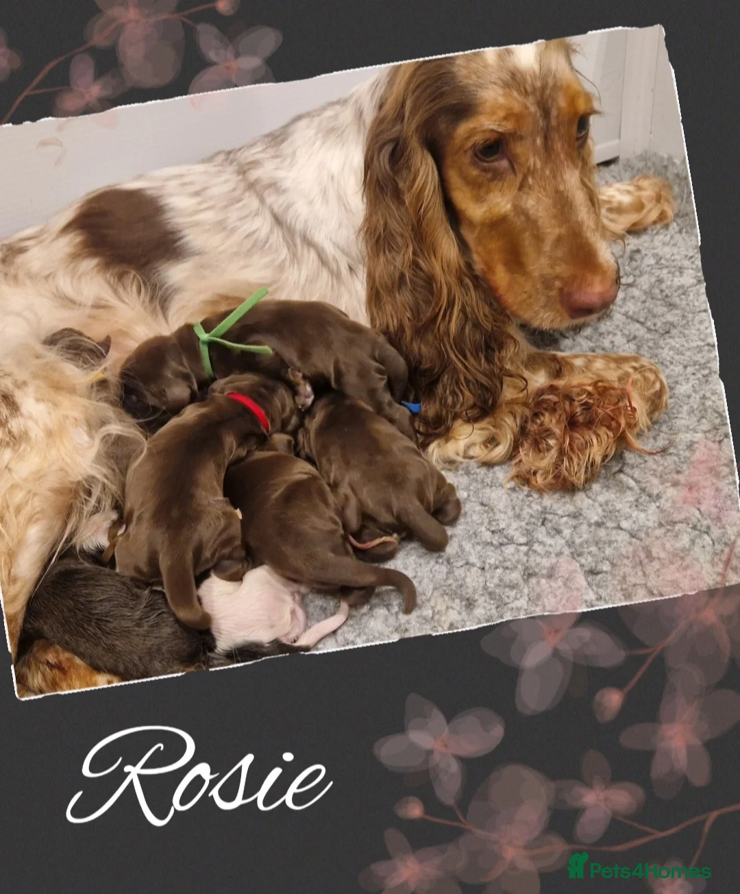Cocker Spaniel dogs for sale: FULLY Health tested English Cocker Spaniel puppies - Advert 6