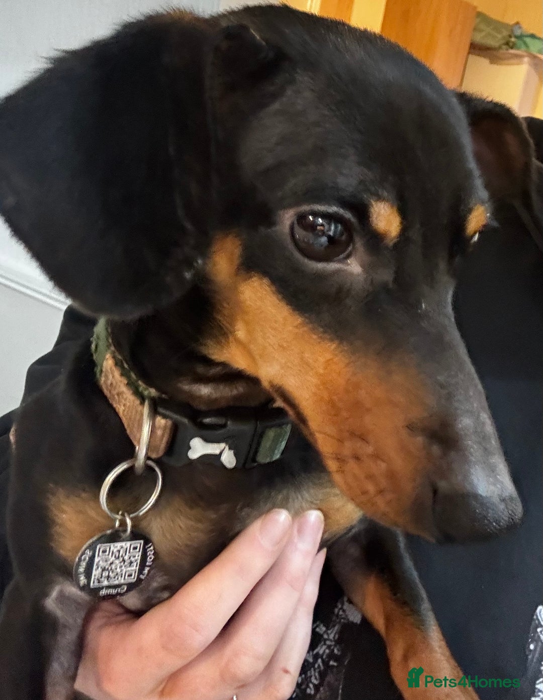 Mixed Breed dogs for sale: Mini dachshund mix  - Advert 2