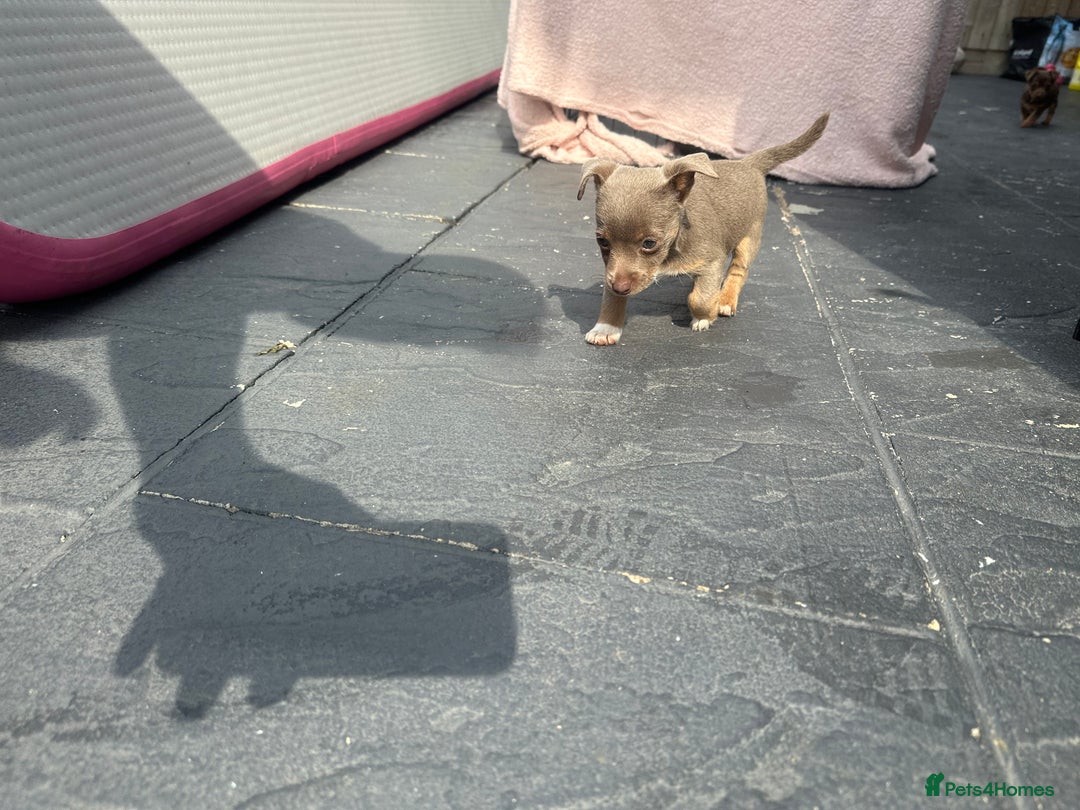 Jack Russell dogs for sale: 🐾 Adorable Jack Russell Puppies for Sale! 🐾 - Image 12