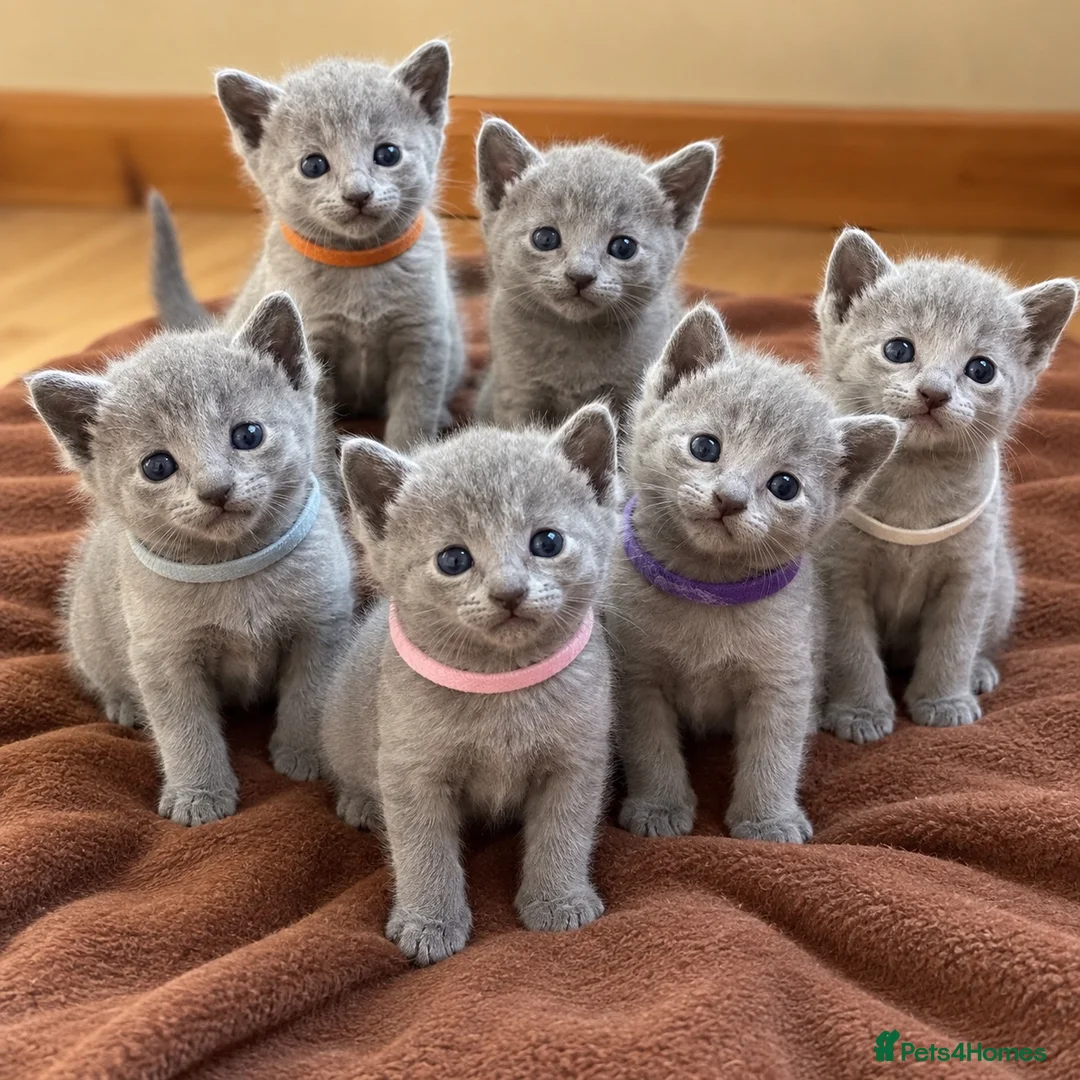 Russian Blue cats for sale: TICA REGISTERED Pure Breed Russian Blue Kittens - Advert 1
