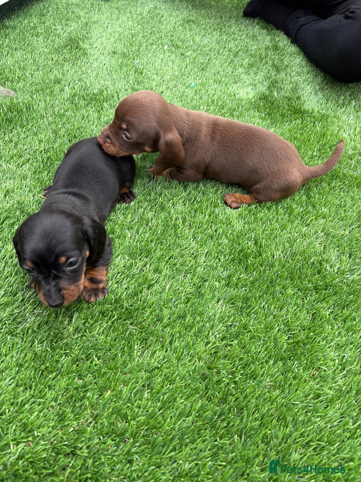 Miniature Dachshund dogs Dachshund  - Advert 1