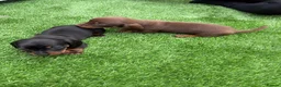 Miniature Dachshund dogs for sale: Dachshund  - Advert 1