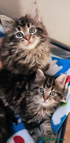 Mixed Breed cats - Advert 4