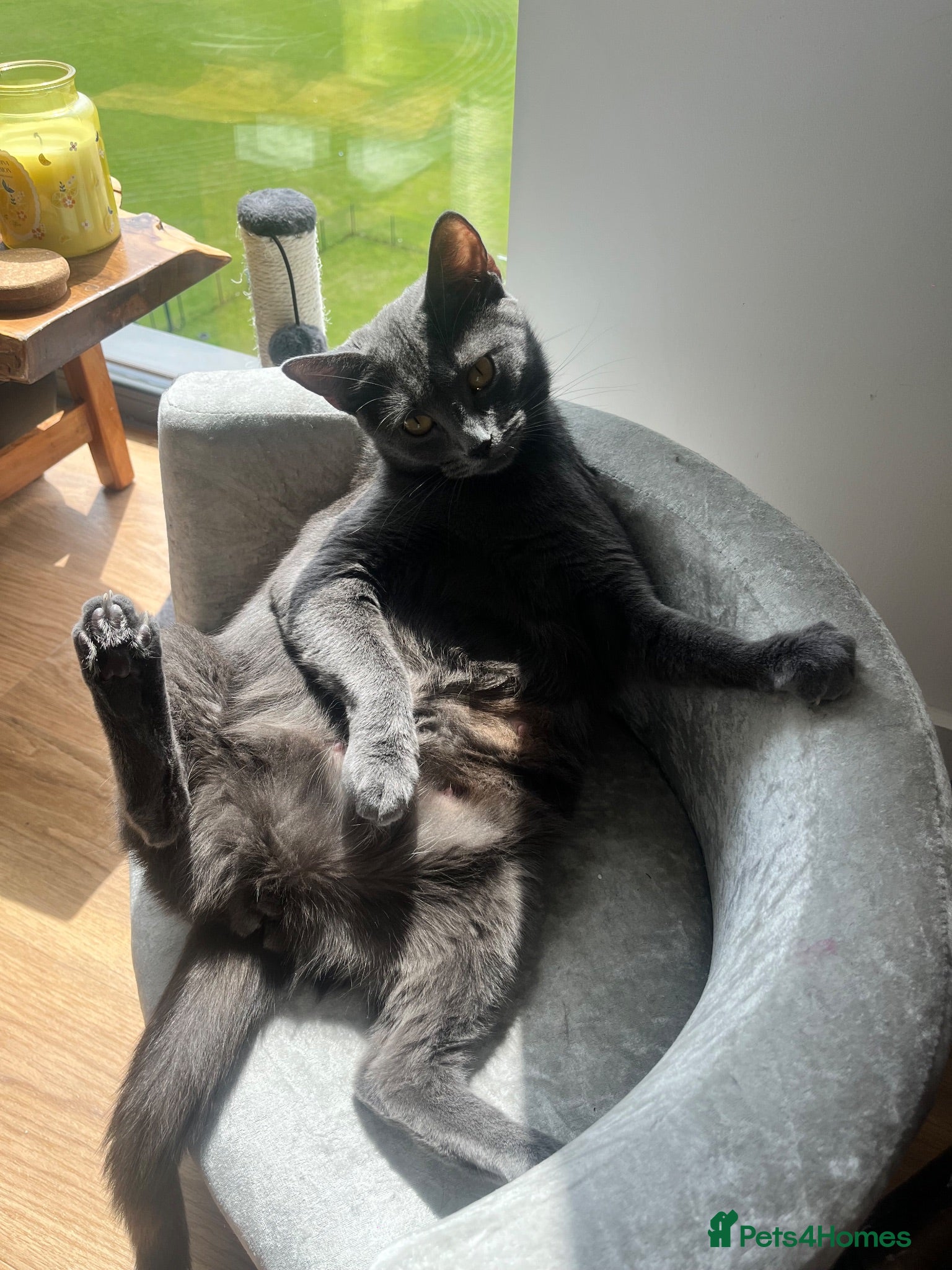 Russian Blue cats Balus kittens - Advert 7