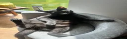 Russian Blue cats for sale: Balus kittens - Advert 1