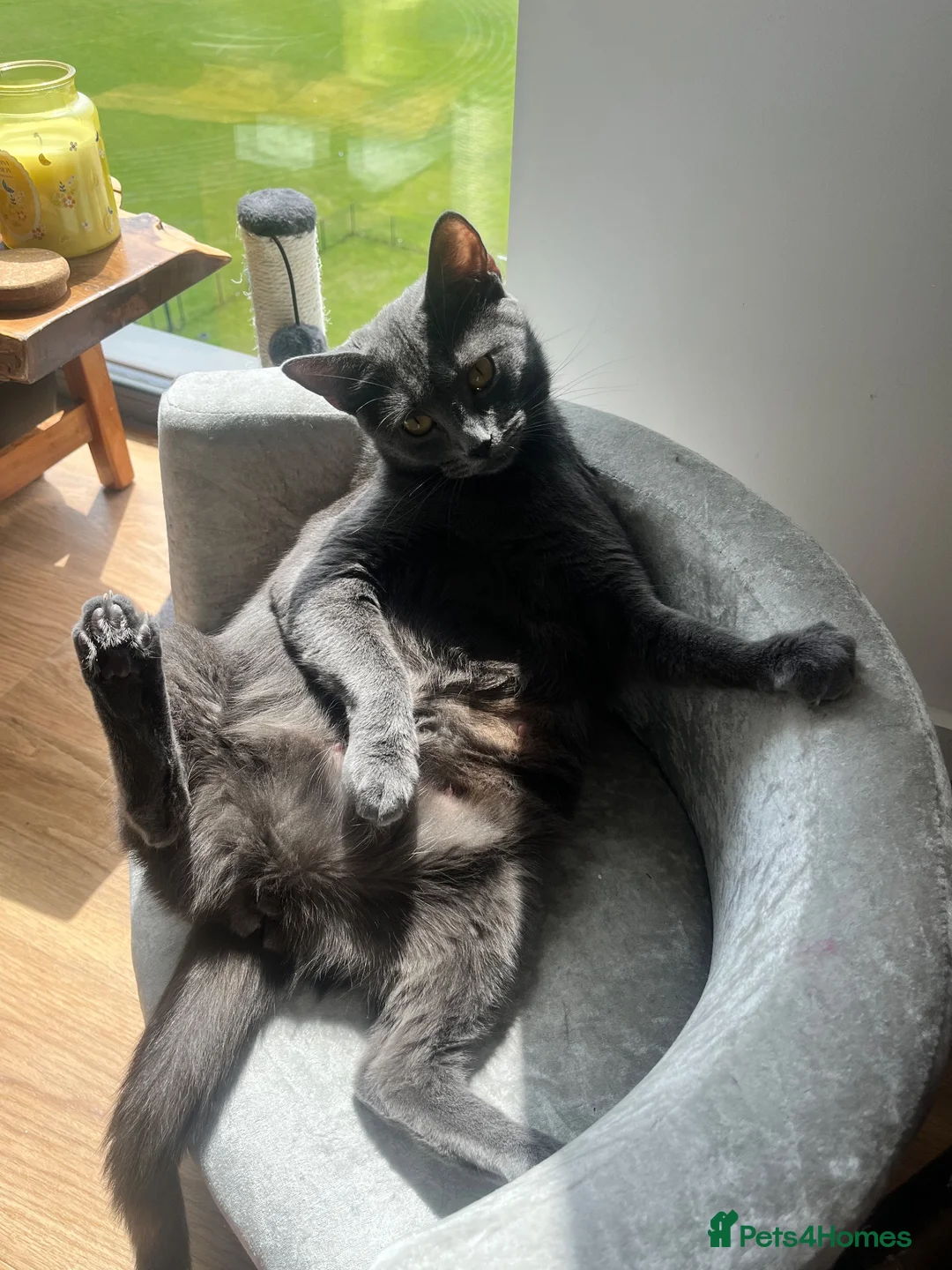 Russian Blue cats for sale: Balus kittens - Advert 1