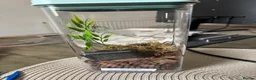 Praying Mantis invertebrates for sale: Praying Mantis - 5 different breeds in Stafford - Advert 6