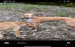 Lurcher dogs for sale: Saluki bull deerhound  - Advert 2