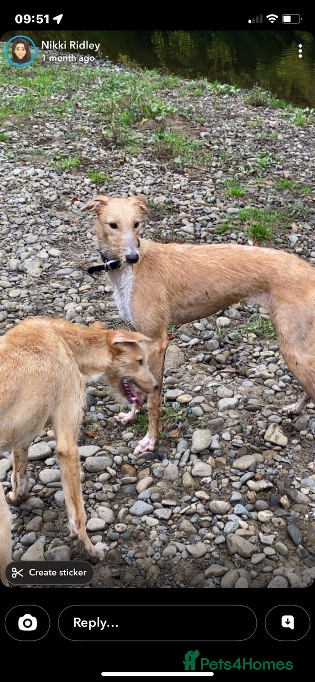 Lurcher dogs for sale: Saluki bull deerhound  - Advert 2