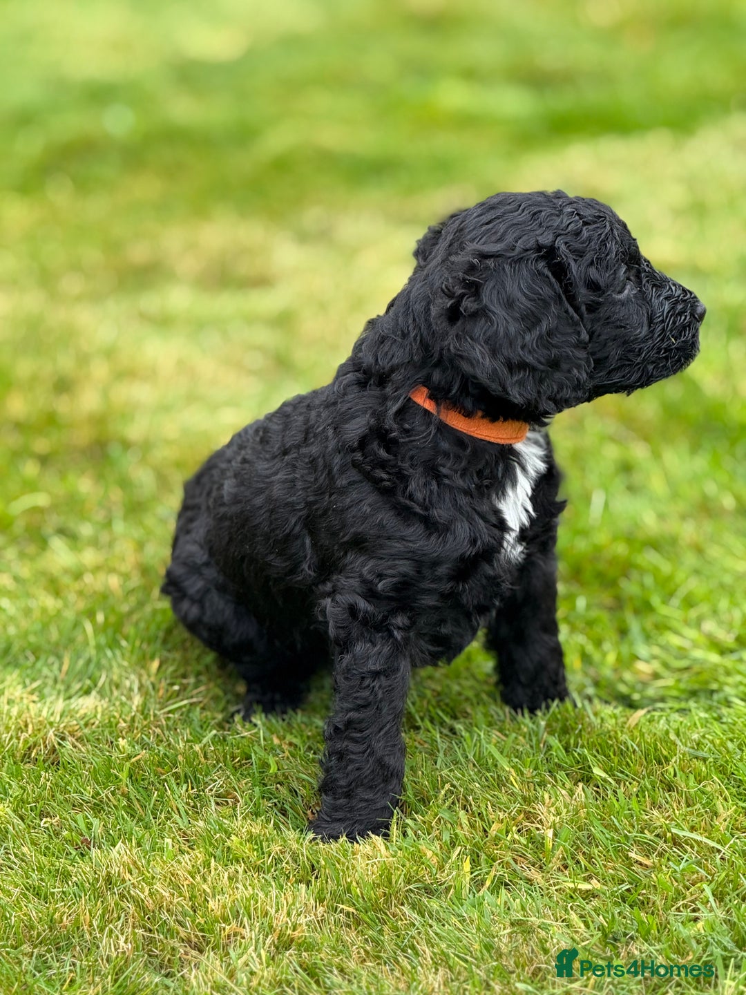 Mixed Breed dogs for sale: 🐾F3 Irish X Australian Labradoodle Puppies  - Advert 9