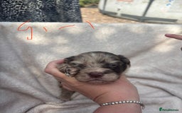 Cocker Spaniel dogs for sale: Merl cocker spaniel puppies  - Image 13