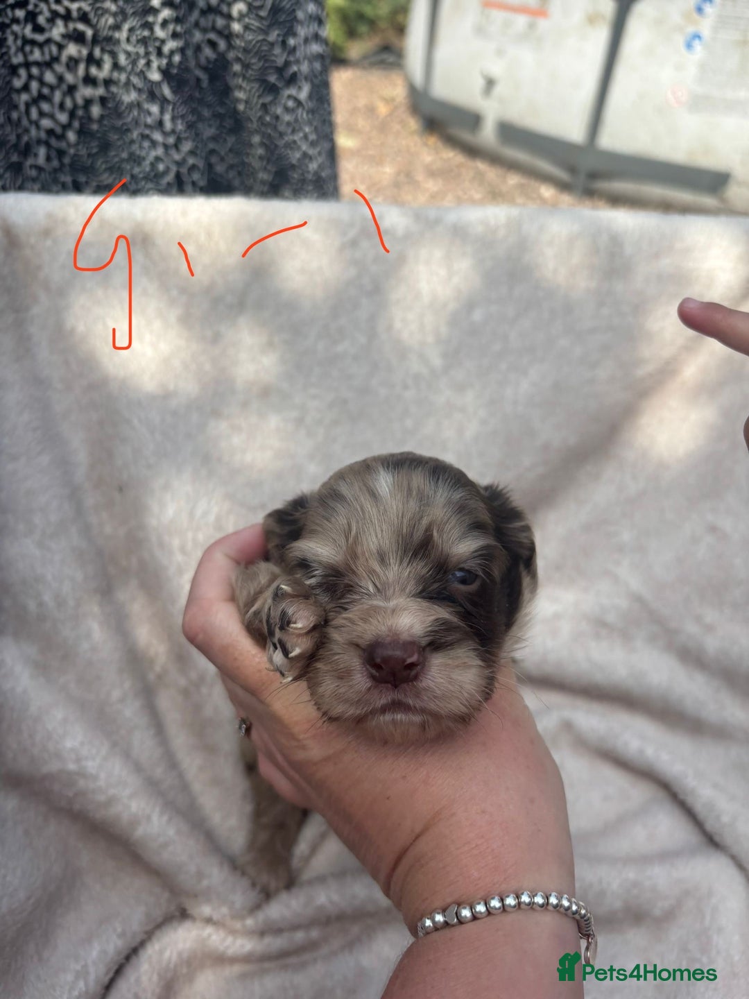 Cocker Spaniel dogs for sale: Merl cocker spaniel puppies  - Image 13