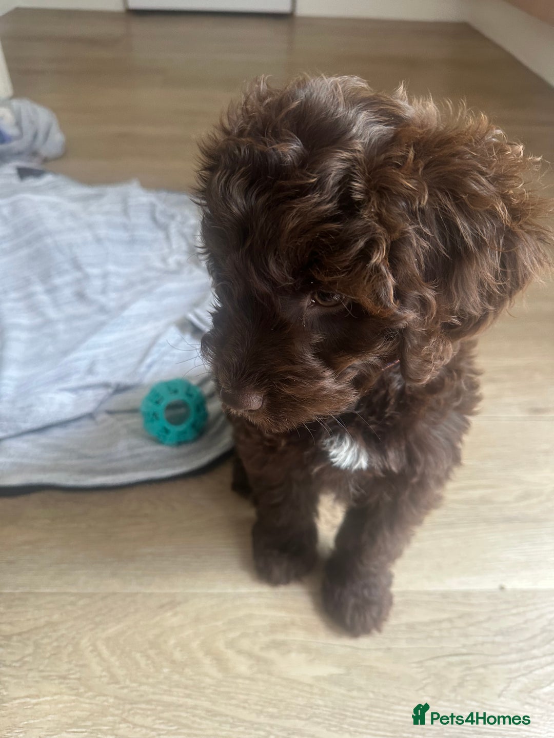 Cockapoo dogs for sale: 1 year old male cockapoo  - Advert 2