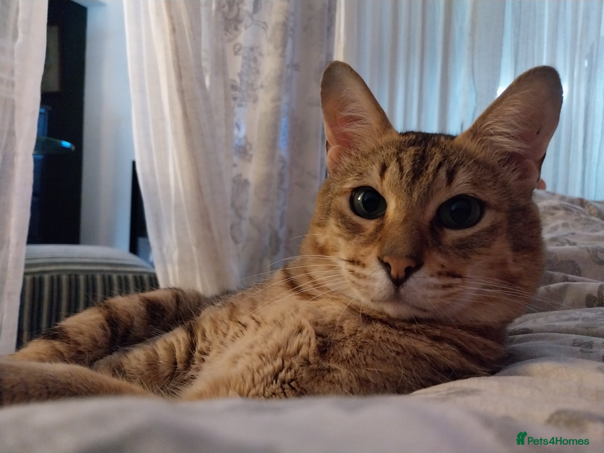 Savannah cats Archie - Advert 2