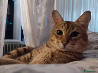 Savannah cats Archie - Advert 2