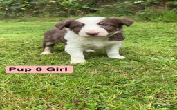 Mixed Breed dogs for sale: Bearded collie x welsh border collie - Image 2